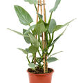 Philodendron 'Silver 'Queen', Pyramide, im 19cm Topf, Hhe 75cm, Breite 70cm