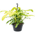 Philodendron 'Violin', Ranker, im 28cm Topf, Hhe 30cm, Breite 30cm