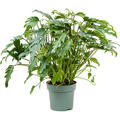 Philodendron 'Xanadu', Busch, im 24cm Topf, Hhe 75cm, Breite 70cm