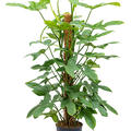 Philodendron bipennifolium 'Silver Violin', Moosstab 120, im 24cm Topf, Hhe 120cm, Breite 55cm