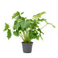 Philodendron bipinnatifidum 'Shangri-La', Busch, im 17cm Topf, Hhe 50cm, Breite 40cm