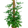Philodendron pedatum, Moosstab 150, im 27cm Topf, Hhe 150cm, Breite 60cm