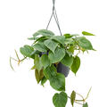 Philodendron scandens, Ampel, im 17cm Topf, Hhe 40cm, Breite 30cm