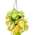 Philodendron scandens 'Lemon Lime', Ampel, im 17cm Topf, Hhe 30cm, Breite 25cm