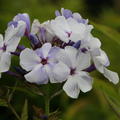 Phlox paniculata Flame-Serie 'Blue Flame'  -R-