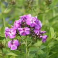 Phlox Lilac Flame