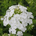 Phlox amplifolia 'White Clouds'