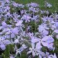Phlox divaricata Clouds of Perfume