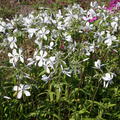 Phlox divaricata 'White Perfume'