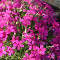 Phlox douglasii 'Crackerjack'