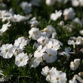 Phlox douglasii White Admiral