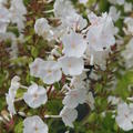 Phlox maculata 'Mrs. Lingard'