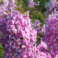 Phlox maculata 'Natascha'