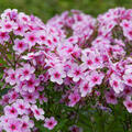 Phlox paniculata 'Early Lavender Pop'