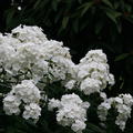 Phlox paniculata 'David'