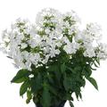 Phlox paniculata 'Early White'