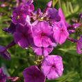 Phlox paniculata Flame Purple