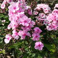 Phlox paniculata 'Landhochzeit'