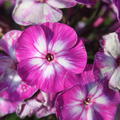 Phlox paniculata 'Uspech'