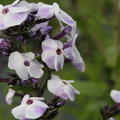 Phlox paniculata 'Violetta Gloriosa'