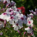 Phlox paniculata white eye flame s