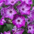 Phlox paniculata 'Wilhelm Kesselring', Phlox paniculata 'Wilhelm Kesselring'
