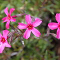 Phlox subulata 'Atropurpurea'