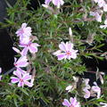 Phlox subulata 'Candy Stripes'