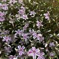 Phlox subulata 'Candy Stripes', Staude, rosa und weiss, Polster-Flammenblume