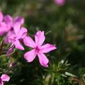 Phlox subulata 'Early Spring Dark Pink'