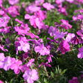 Phlox subulata 'Early Spring Purple'