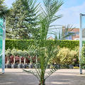 Phoenix canariensis, Stamm, im 26cm Topf, Hhe 170cm, Breite 140cm