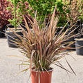 Phormium tenax 'Apricot Queen', Busch, im 35cm Topf