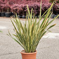 Phormium tenax 'Brown Sugar', Busch (100-140), im 31cm Topf, Hhe 120cm, Breite 75cm