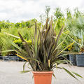 Phormium tenax 'Purpureum'(120-160), Busch, im 40cm Topf, Hhe 140cm, Breite 85cm