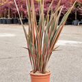 Phormium tenax 'Rainbow Queen', Busch (90-130), im 31cm Topf, Hhe 110cm, Breite 75cm