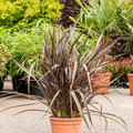 Phormium tenax 'Special Red', Busch, im 28cm Topf, Hhe 100cm, Breite 70cm