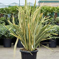 Phormium tenax 'Variegatum' (130-160), Busch, im 40cm Topf, Hhe 145cm, Breite 110cm