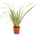 Phormium tenax 'Variegatum, Busch, im 24cm Topf, Hhe 80cm, Breite 65cm