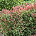 Glanzmispel 'Carr Rouge', Photinia fraseri 'Carr Rouge'