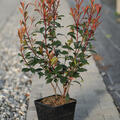 Photinia Carre Rouge, Glanzmispel, 5 Liter, 2jhrig