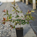 Photinia Red Robin, Glanzmispel, 5 Liter, 2jhrig