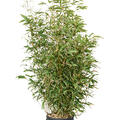 Phyllostachys aurea, Busch, im 26cm Topf, Hhe 145cm, Breite 55cm