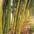 Phyllostachys aurea