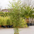 Phyllostachys bissetii, Busch, im 28cm Topf, Hhe 150cm, Breite 45cm