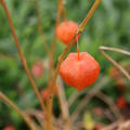 Alkekengi officinarum (syn. Physalis alkekengi variett franchetii) 'Gigantea'