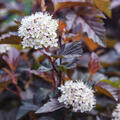 Physocarpus 'Lady in Red', Blasenspiere, XXL Gehlze Hinrichs