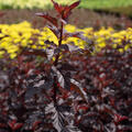 Physocarpus opulifolius 'Fireside', XXL Gehlze Hinrichs