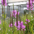 Physostegia virginiana 'Red Beauty'