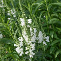 Physostegia virginiana Alba, Gelenkblume, weiss
